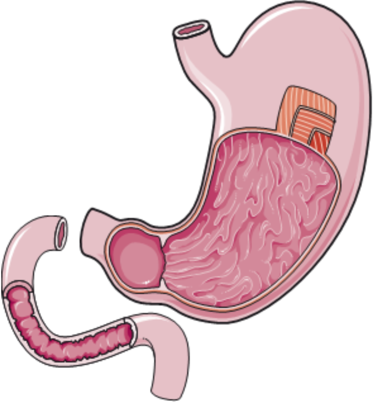 Servier Drawing Stomach And Duodenum Partially Opened No Labels